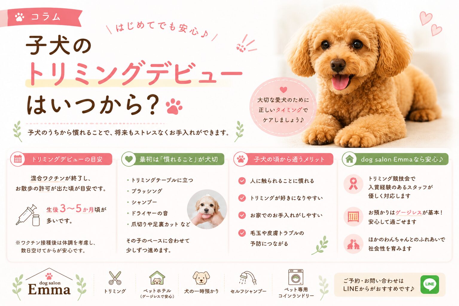 子犬のトリミングデビューはいつから？｜初めてでも安心してご利用いただくために