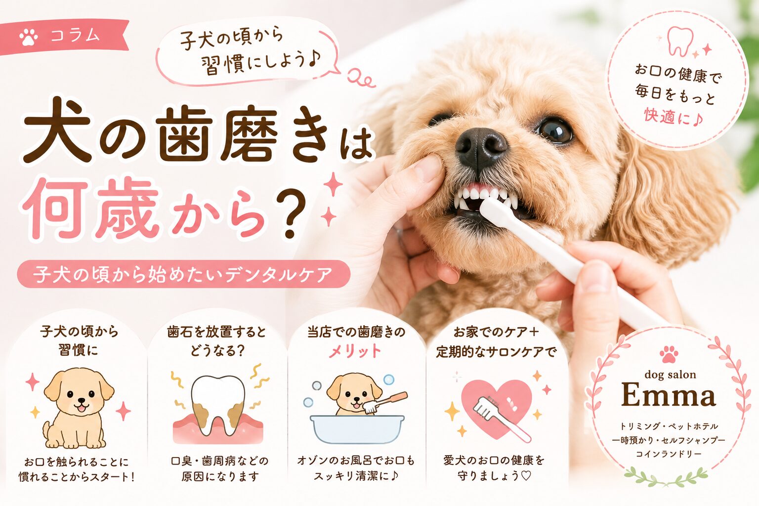 愛犬の歯磨きデンタルケアは何歳から？